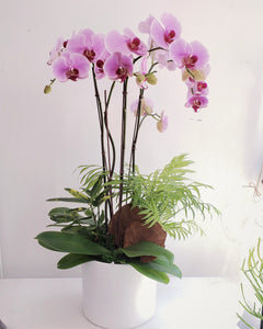 Pink Orchids Garden