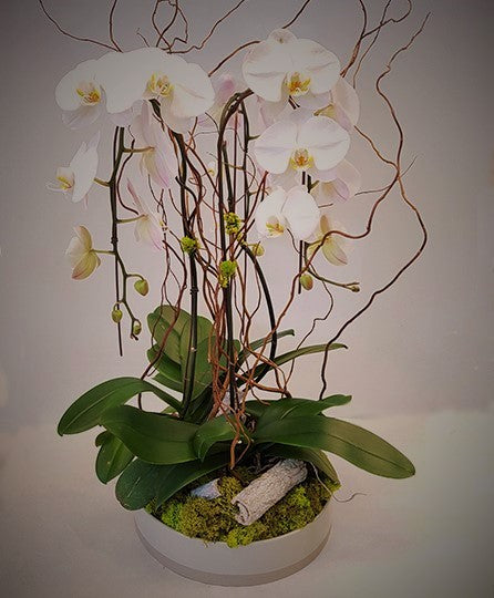 Cascade Orchid Garden