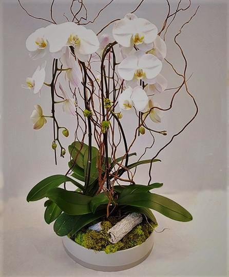 Cascade Orchid Garden