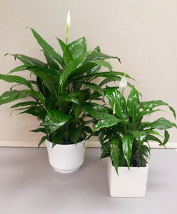 Peace Lily