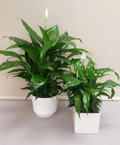 Peace Lily