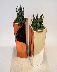 Modern Succulent