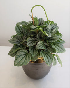 Luxury Peperomia