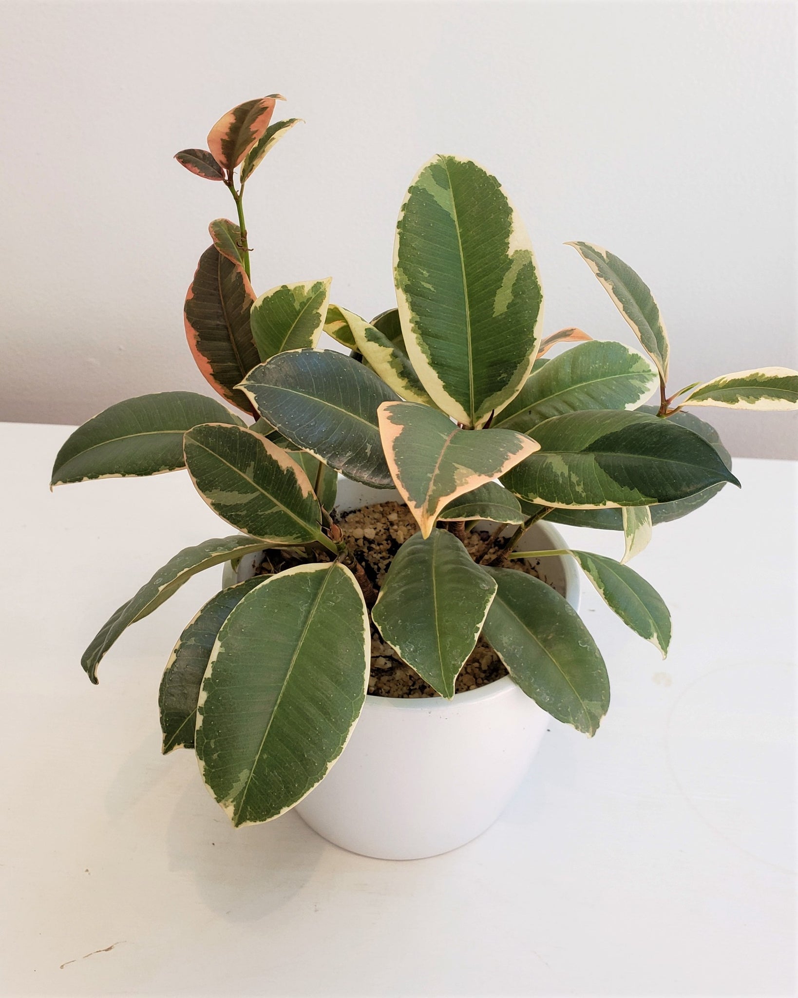Mini Variegated Rubber Plant