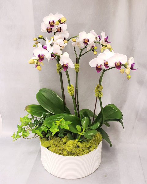 Orchids Garden