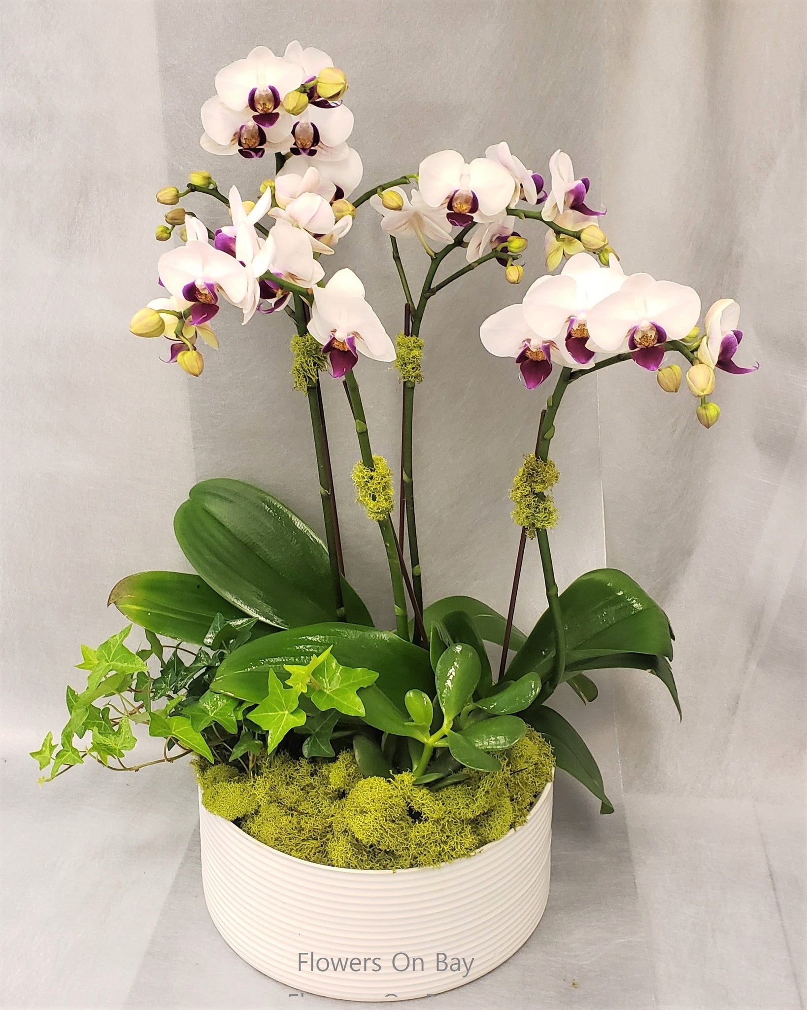 Orchids Garden