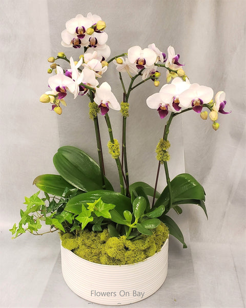 Orchids Garden