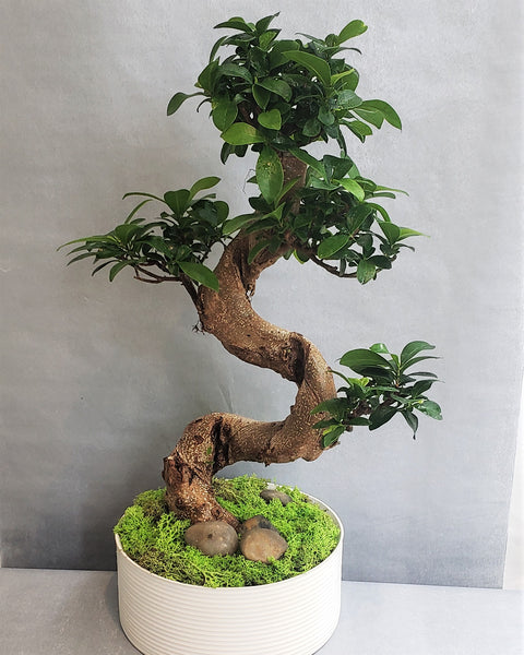 Bonsai Deluxe