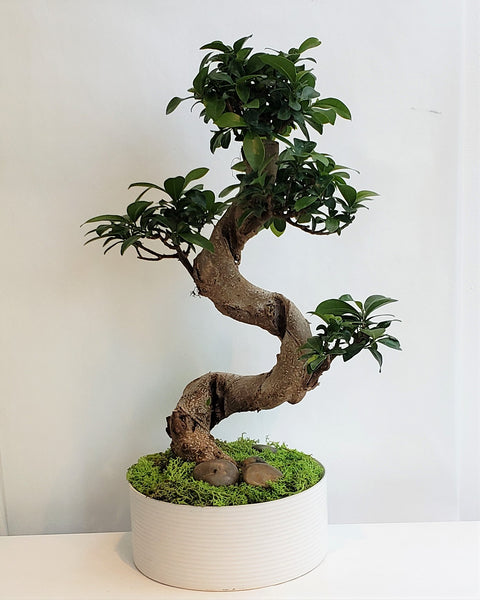 Bonsai Deluxe