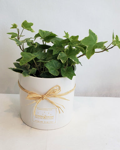Ivy Cup