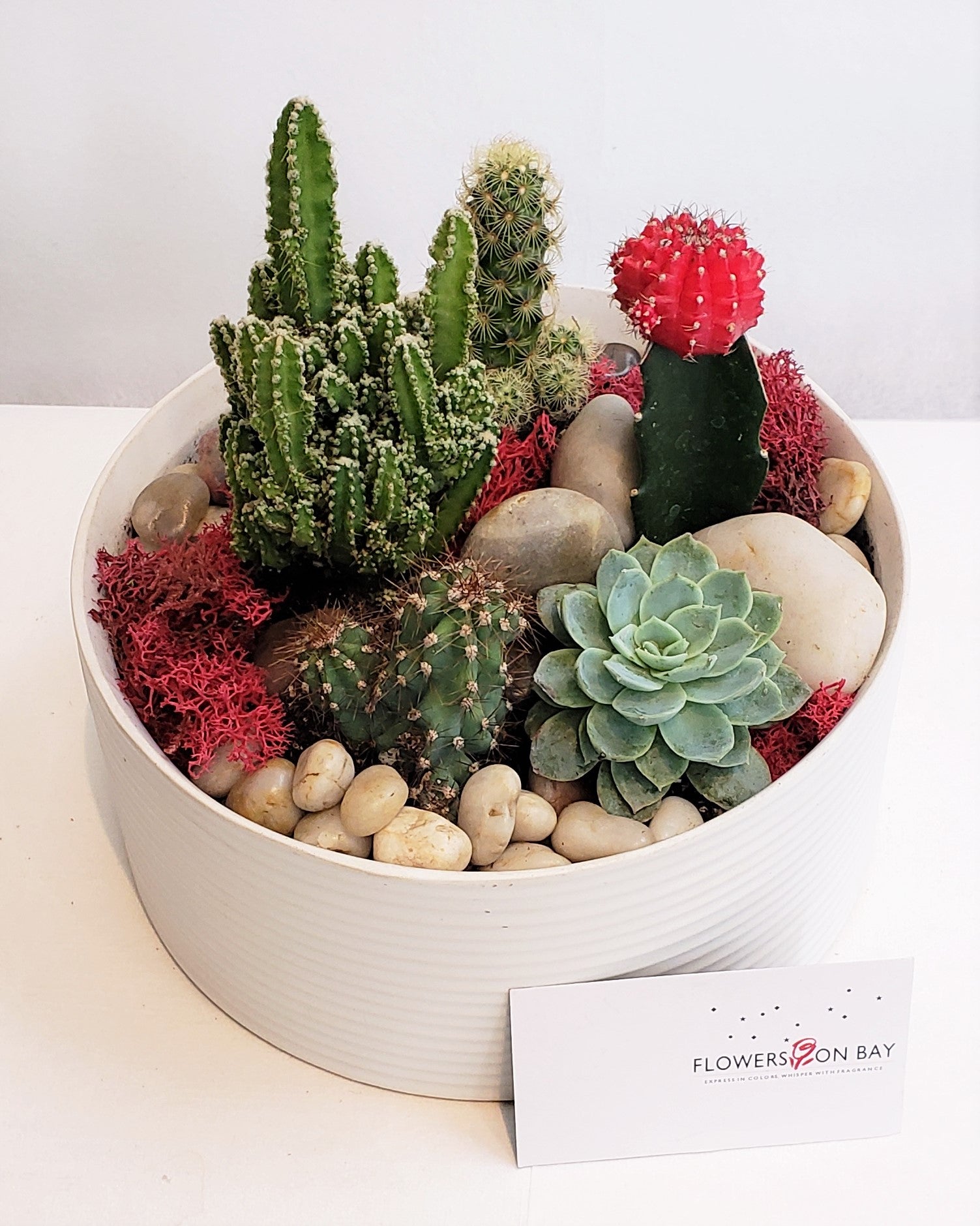 Cactus Garden