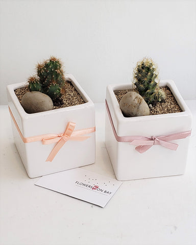 Table Cacti