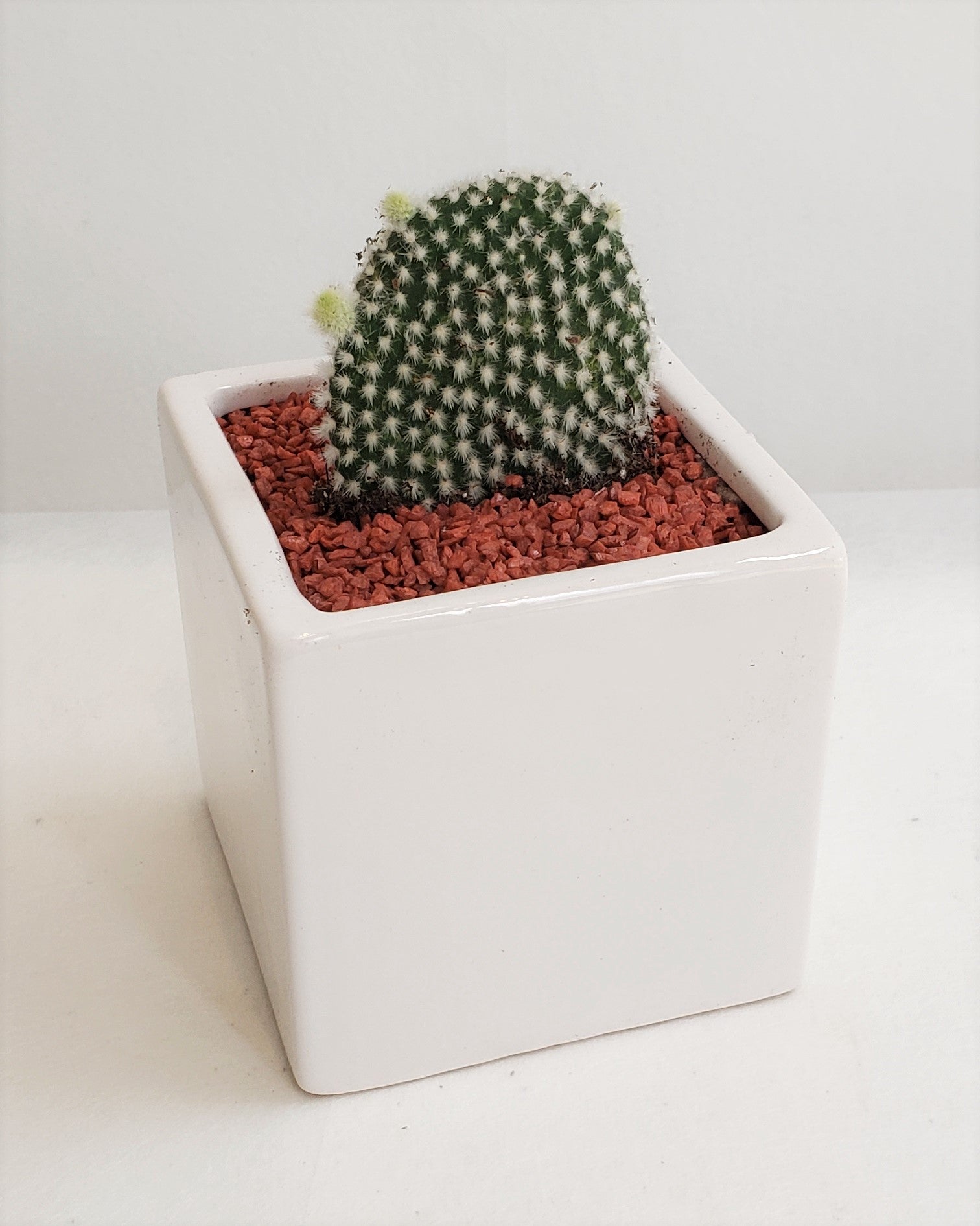 Charming Cacti
