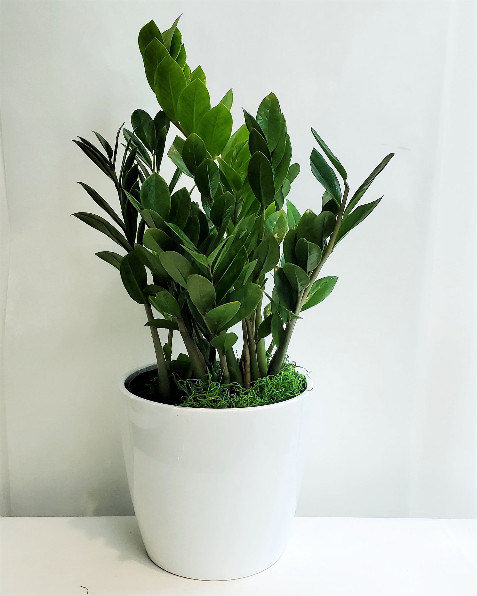 ZZ Plant