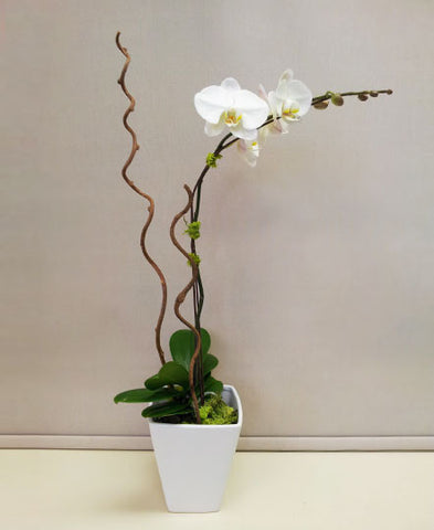 White Orchid