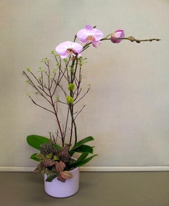 Pink Orchid