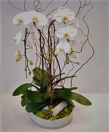 Cascade Orchid Garden