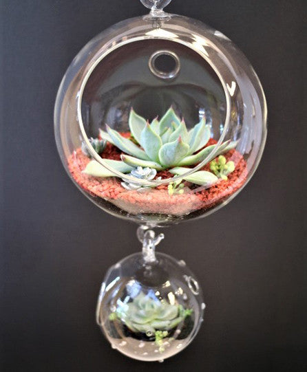 Hanging Terrarium Plant