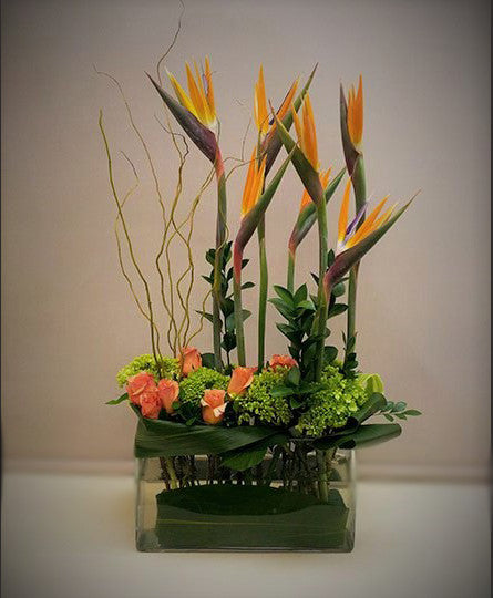 Magnificent  Birds of Paradise