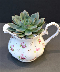 Tea Time