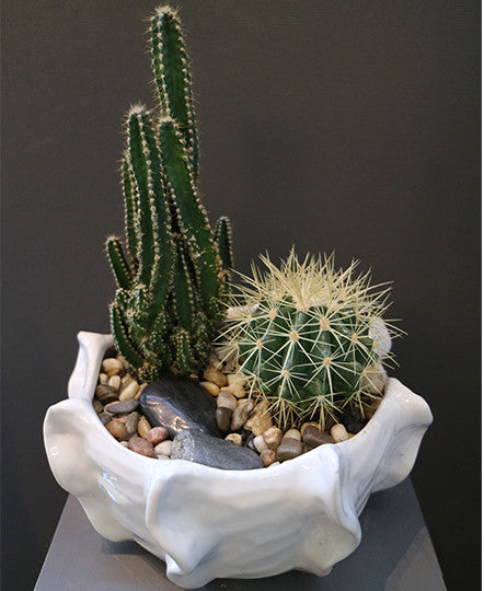 Cactus Garden