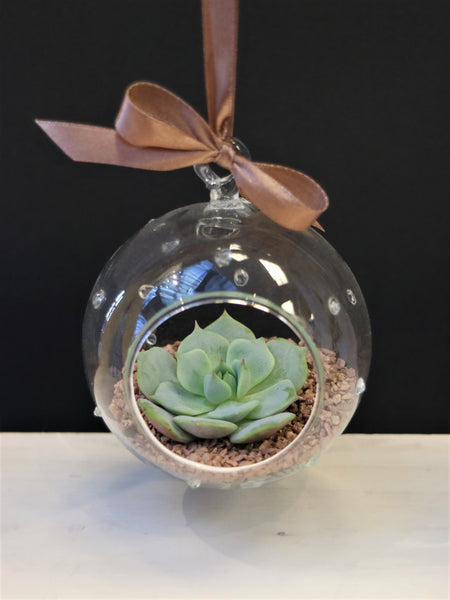 Hanging Terrarium Plant