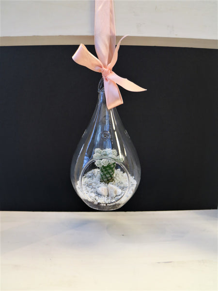 Hanging Terrarium Plant