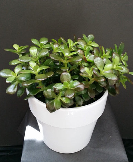 Jade Plant