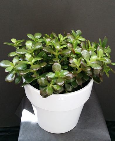 Jade Plant