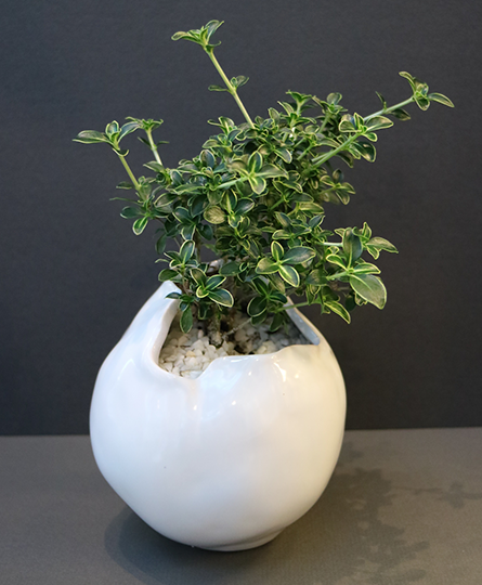 Serissa