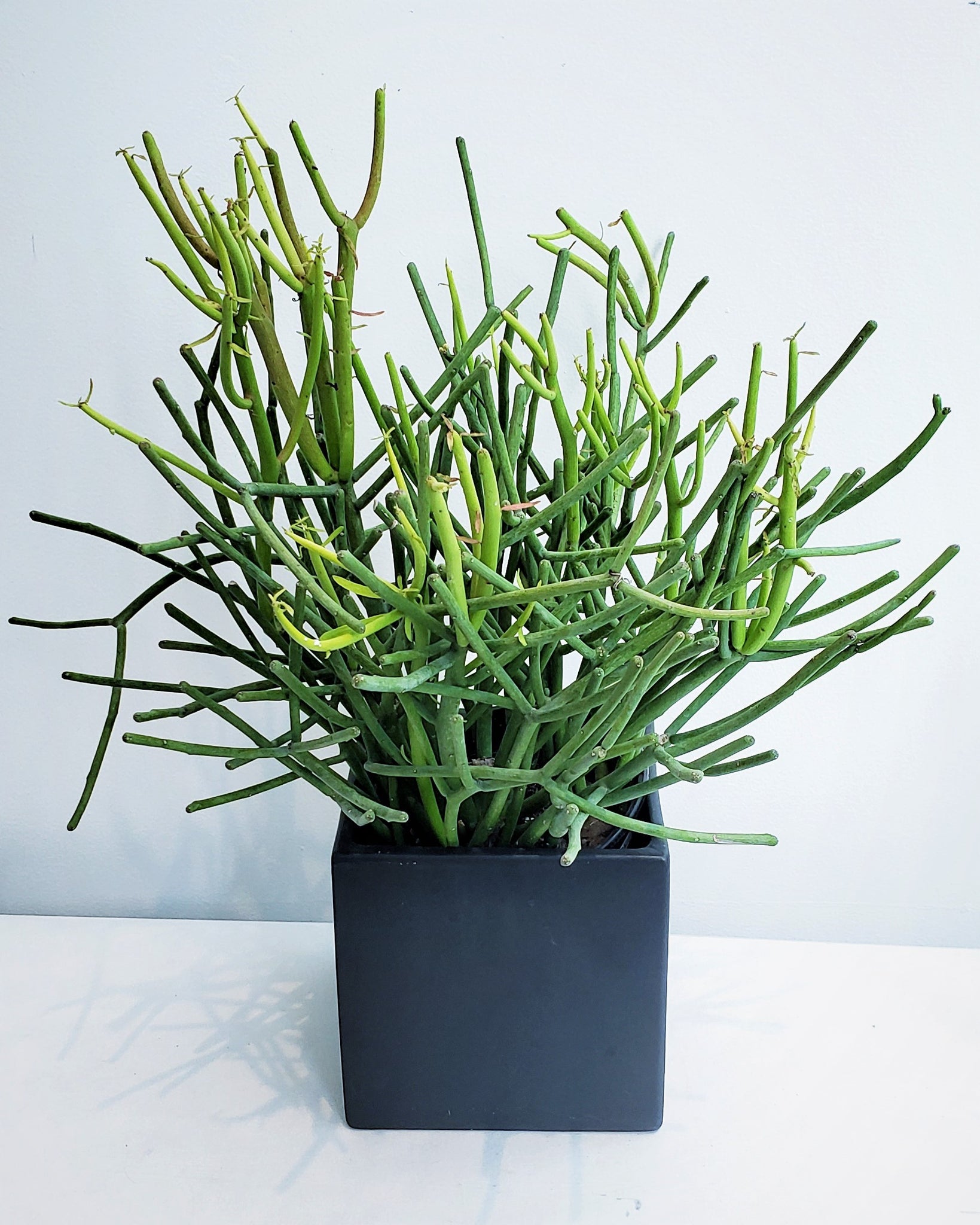 Pencil Cactus