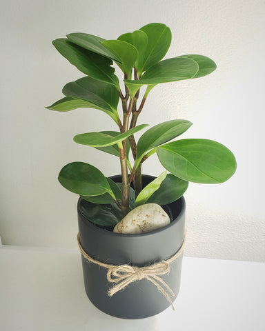 Peperomia Cup