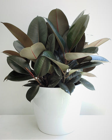 jade rubber plant Jade Plant – Flowers On Bay