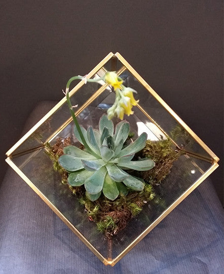 Succulent Cube