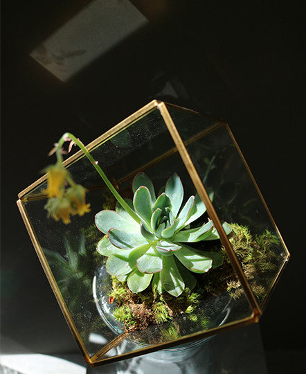 Succulent Cube
