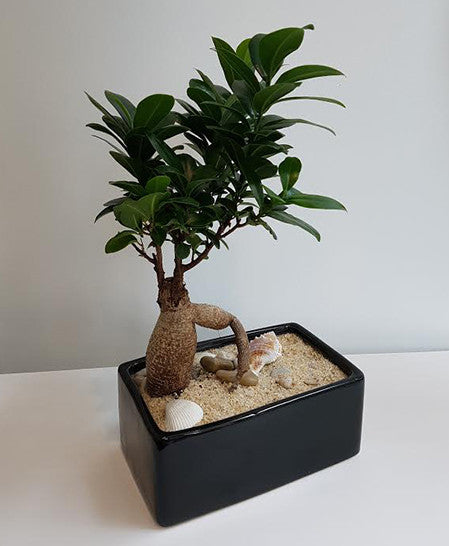 Bonsai