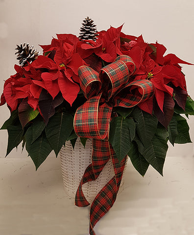 Poinsettia