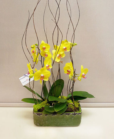 Yellow Orchids