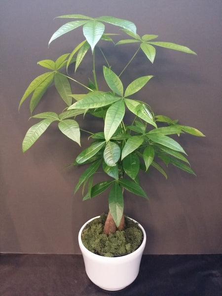 money tree toronto Money Tree – Flowers On Bay