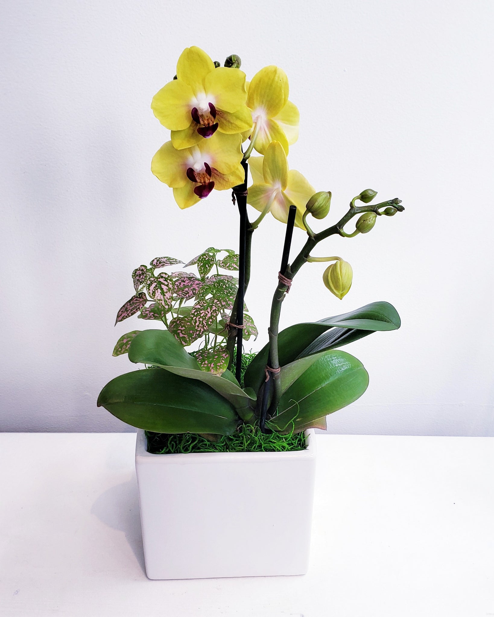 Charming Orchids